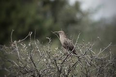 Toxostoma crissale