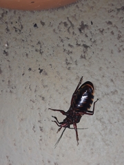 Brontostoma colossus