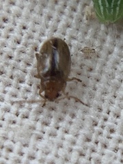 Chrysomelidae