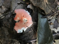 Russula fragilis