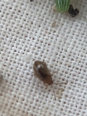 Chrysomelidae