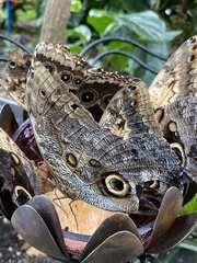 Morpho helenor peleides