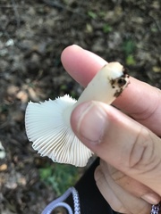 Russula fragilis