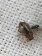 Chrysomelidae