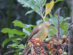 Chlorocichla flaviventris