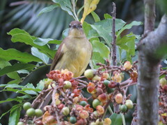 Chlorocichla flaviventris