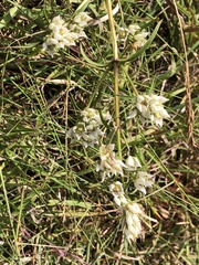 Swertiinae