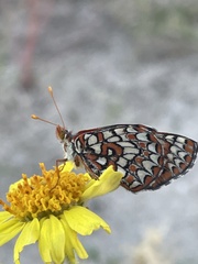 Euphydryas chalcedona hennei