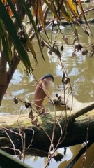 Nycticorax caledonicus