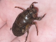 Cicadoidea