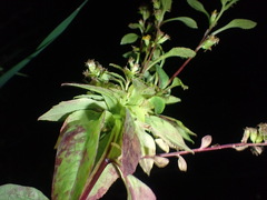 Asphondylia pumila gall
