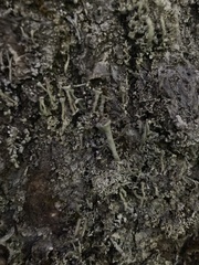 Cladonia fimbriata