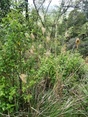 Miscanthus nepalensis