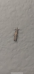 Epiblema abruptana