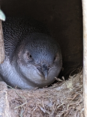 Eudyptula minor albosignata