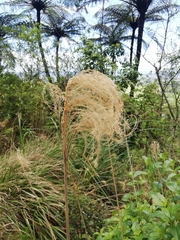 Miscanthus nepalensis
