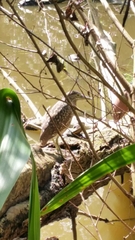 Nycticorax caledonicus