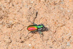 Cicindela scutellaris
