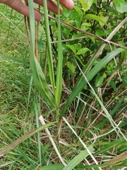 Miscanthus nepalensis