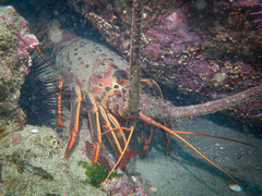 Panulirus interruptus