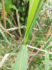 Miscanthus nepalensis