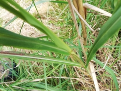 Miscanthus nepalensis