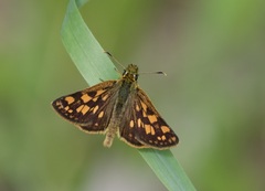Carterocephalus mandan