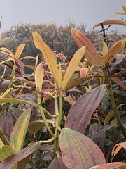Miconia robinsoniana