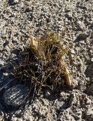 Astragalus megacarpus