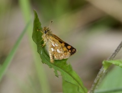 Carterocephalus mandan