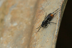 Tachypompilus analis