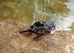 Leptograpsus variegatus