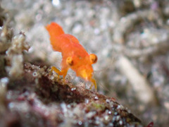 Eumalacostraca