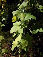 Sicyoeae