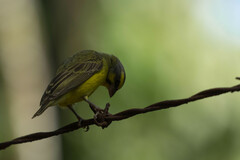 Crithagra mozambica