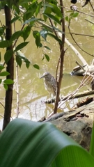 Nycticorax caledonicus