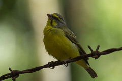 Crithagra mozambica