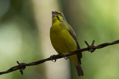 Crithagra mozambica