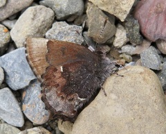 Callophrys henrici