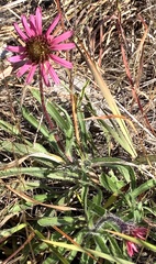Echinacea tennesseensis