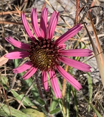 Echinacea tennesseensis