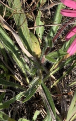 Echinacea tennesseensis