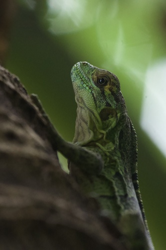 Black Iguana, Ctenosaura similis