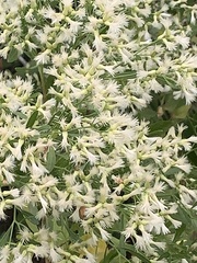 Baccharis neglecta