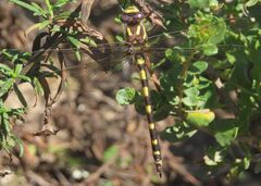 Cordulegaster dorsalis