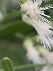 Baccharis neglecta