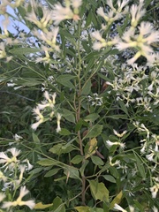 Baccharis neglecta