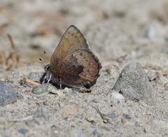 Callophrys augustinus