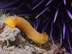 Doriopsilla fulva