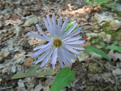 Symphyotrichum anomalum